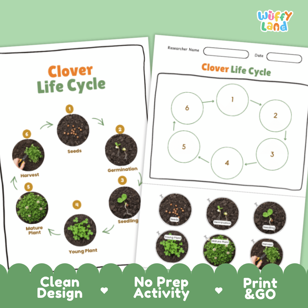 Clover Lifecycle Poster and Cut and Paste Activity Worksheets | Plant Science Printables