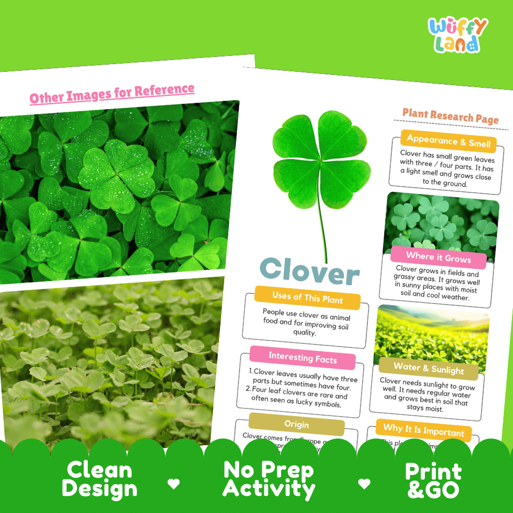 Clover Plant Research Page Worksheets and Fact Sheet Activity