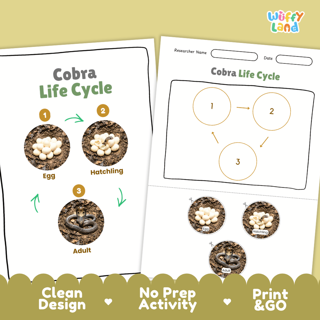 Cobra Life Cycle Poster and Cut and Paste Activity Worksheet