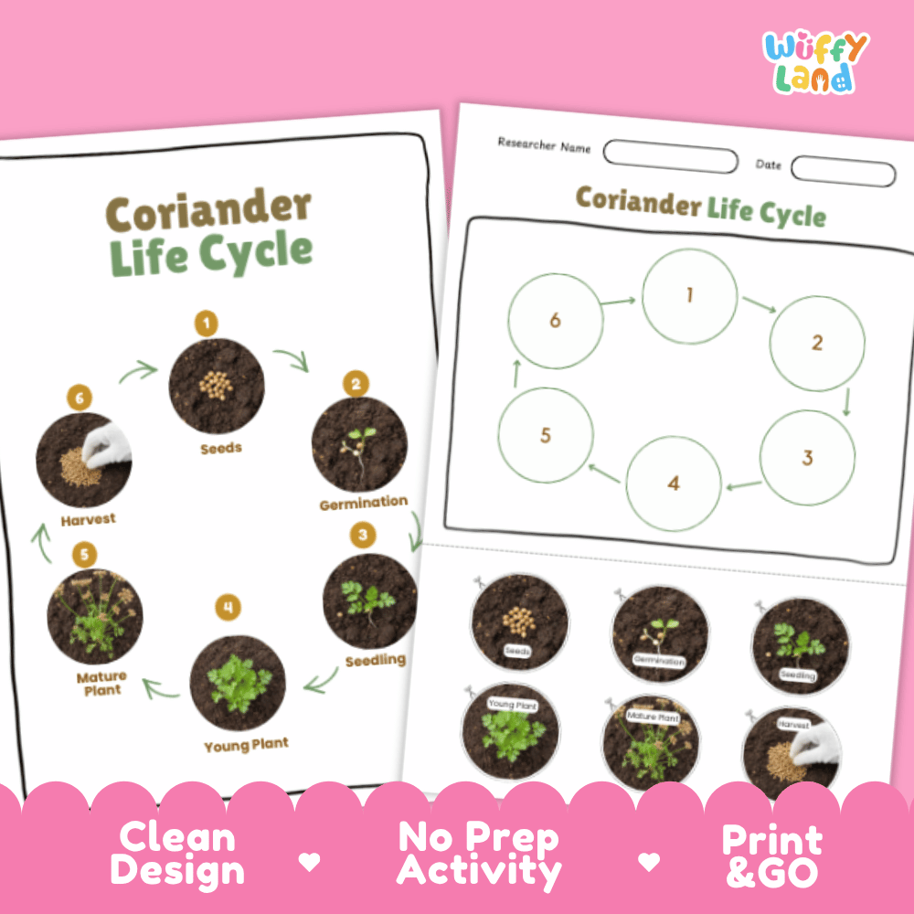 Coriander Lifecycle Poster and Cut and Paste Activity Worksheets | Plant Science Printables