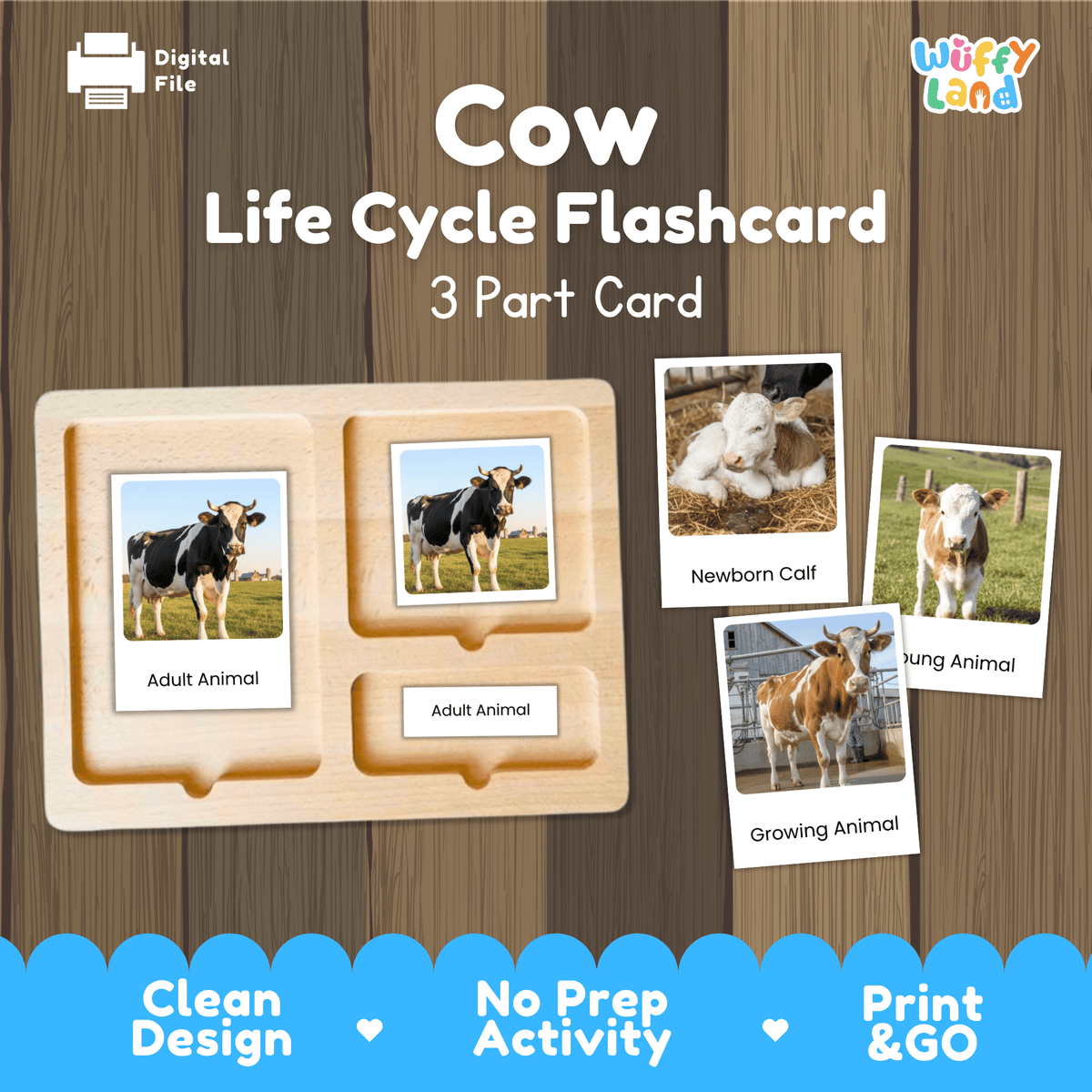 Montessori 3-part photo cards for cow life cycle shown on wooden tray paired with animal research report worksheets and reference photo page