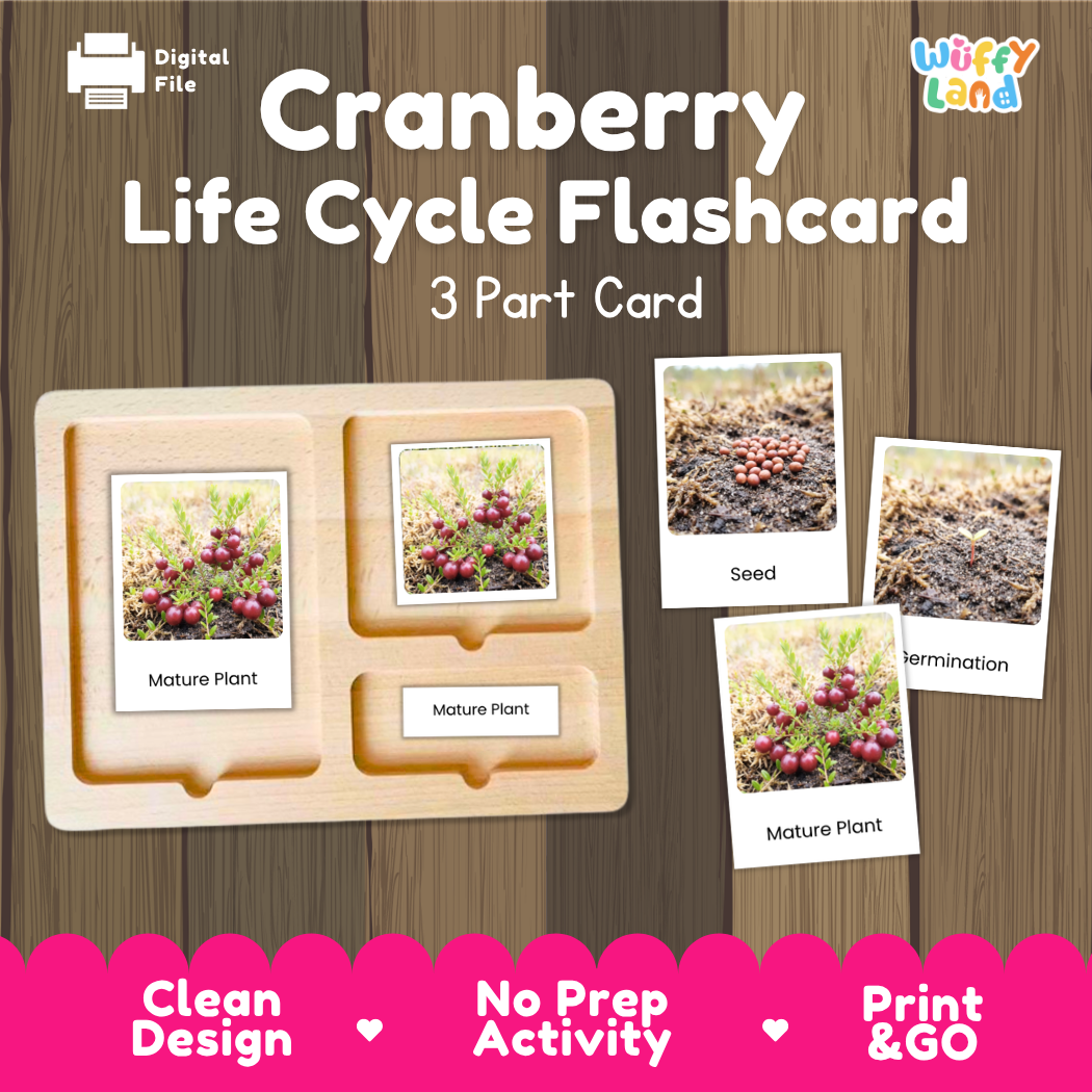 Montessori three-part cards featuring real photographs of cranberry vine growth stages including mature plant, young plant, and germination 🗂️🏷️