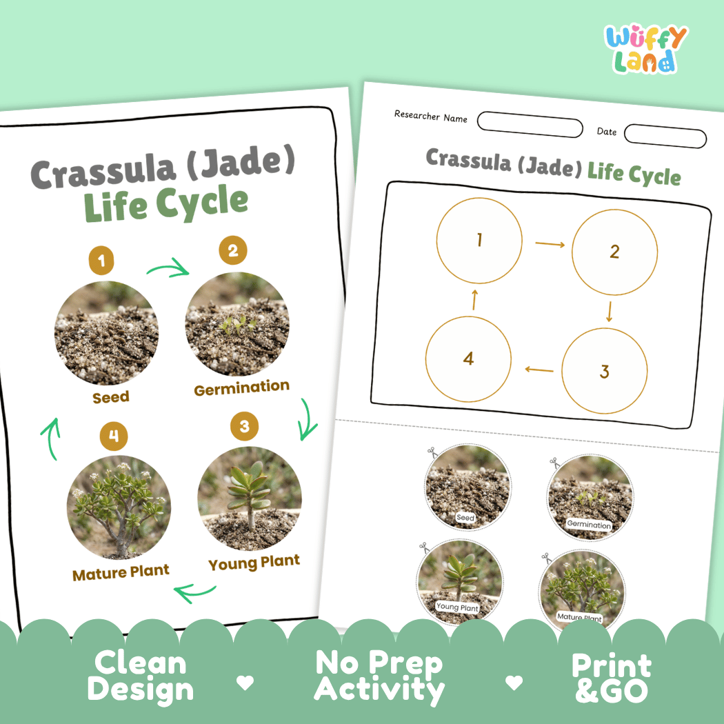 Crassula Jade Plant Life Cycle Poster and Cut and Paste Worksheet Activity