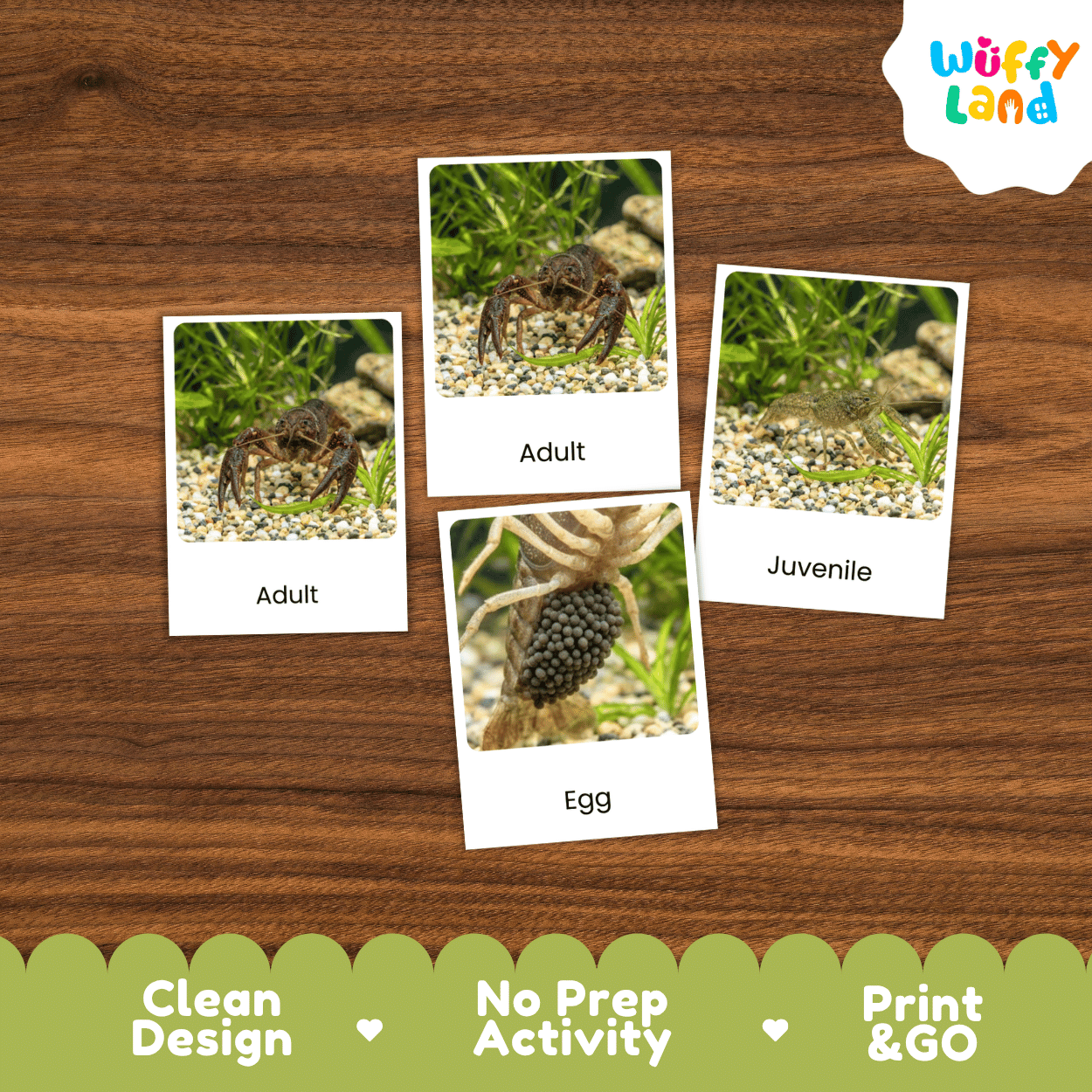 Crayfish Crawfish Life Cycle Flashcards | Montessori 3 Part Cards Science Activity