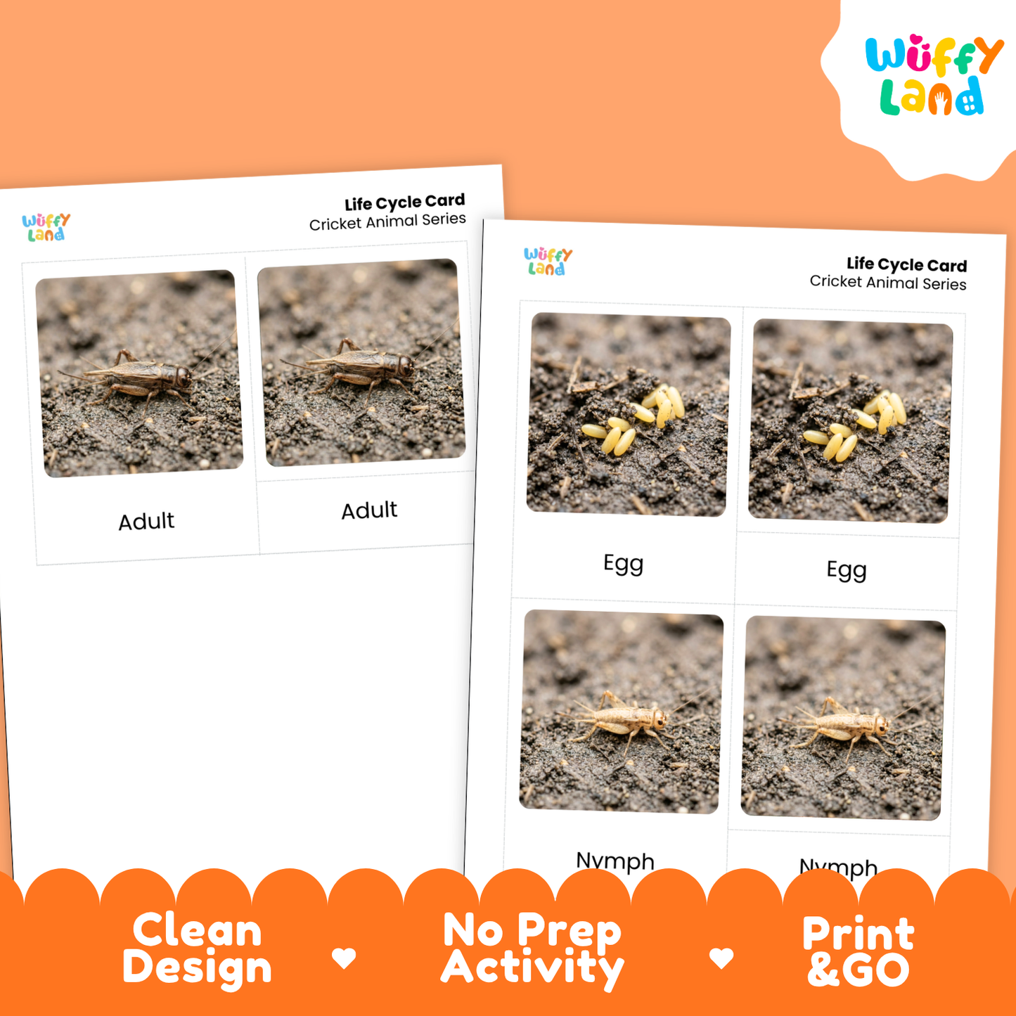 Cricket Life Cycle Flashcard 3 Part Cards Science Activity Printable