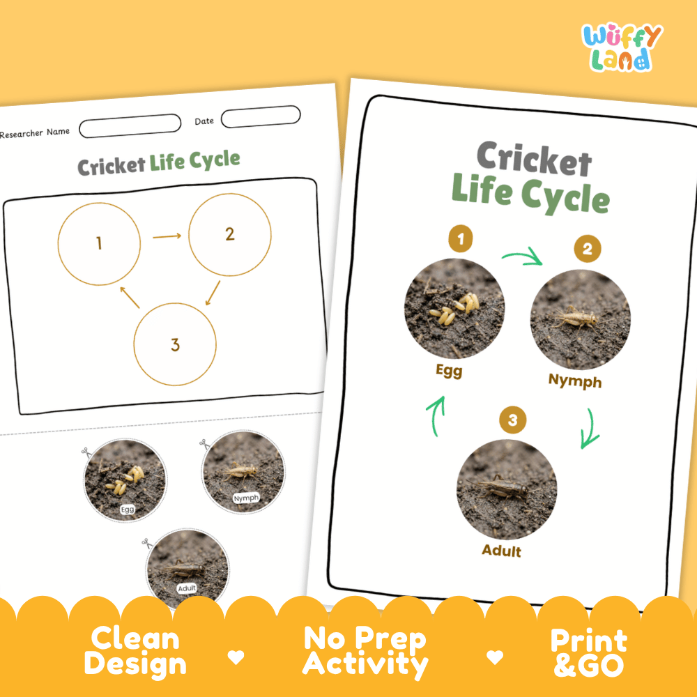Cricket Life Cycle Poster and Cut and Paste Activity Worksheets
