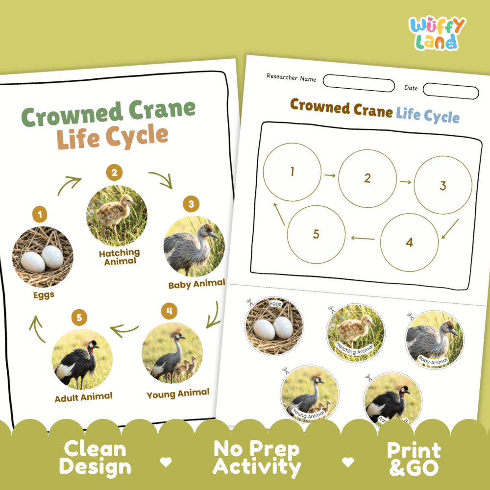 Crowned Crane Life Cycle Poster and Cut and Paste Activity Worksheets