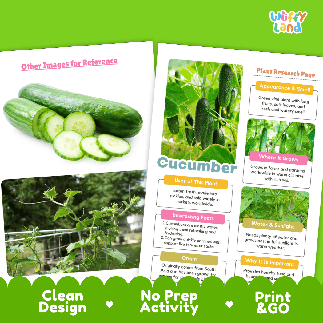 Cucumber Plant Research Page Worksheets and Fact Sheet