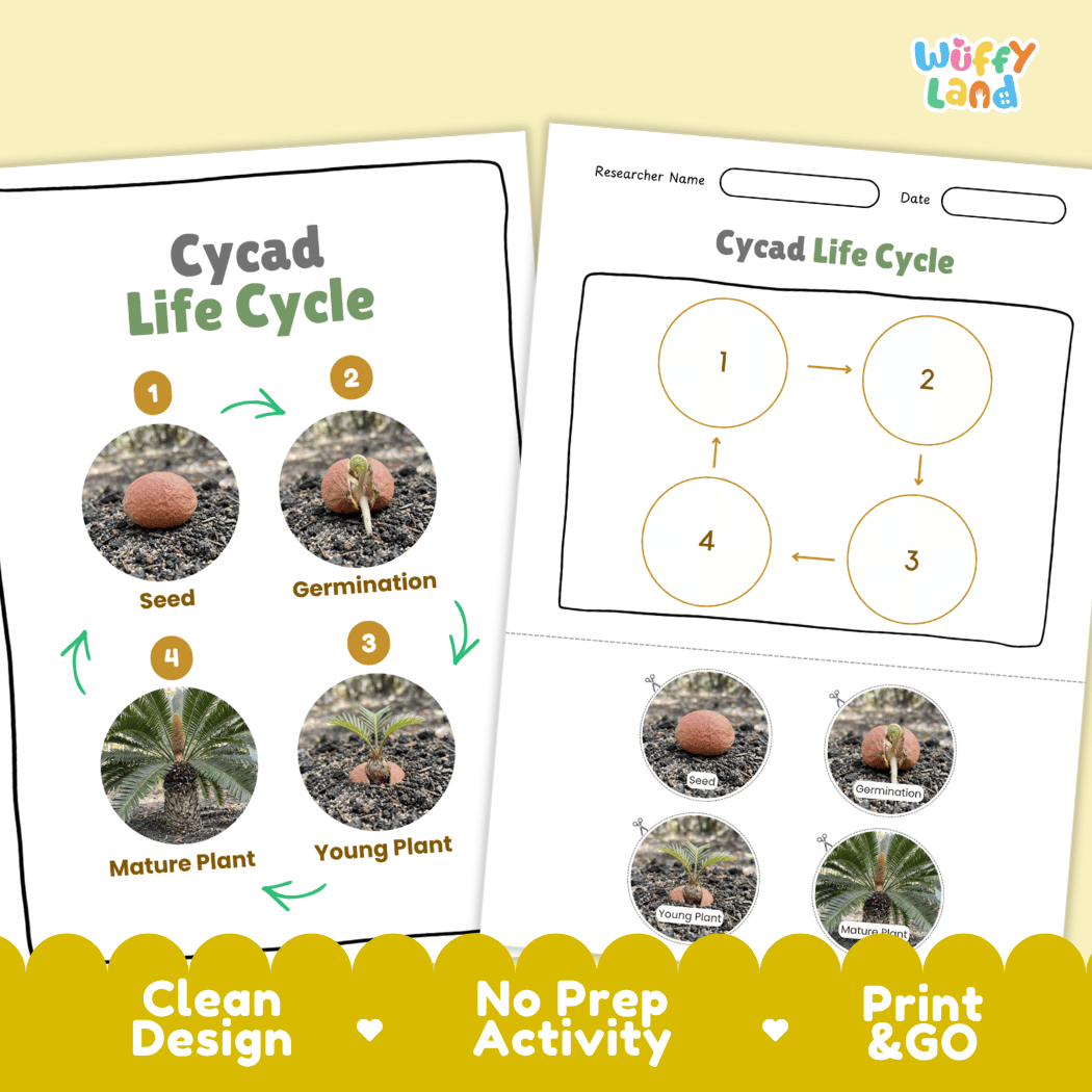 Cycad Life Cycle Poster and Cut and Paste Activity Worksheet