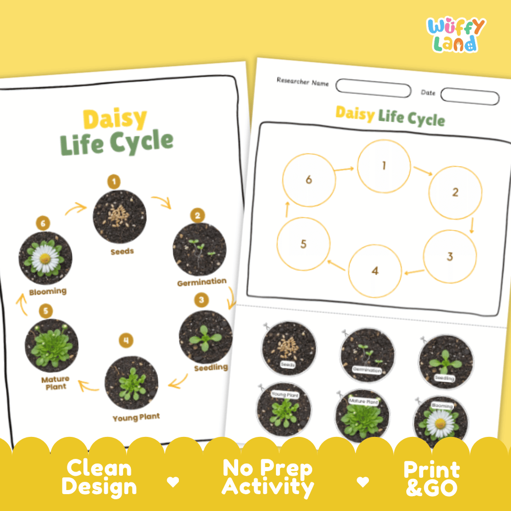 Daisy Lifecycle Poster and Cut and Paste Activity Worksheets | Plant Science Printables