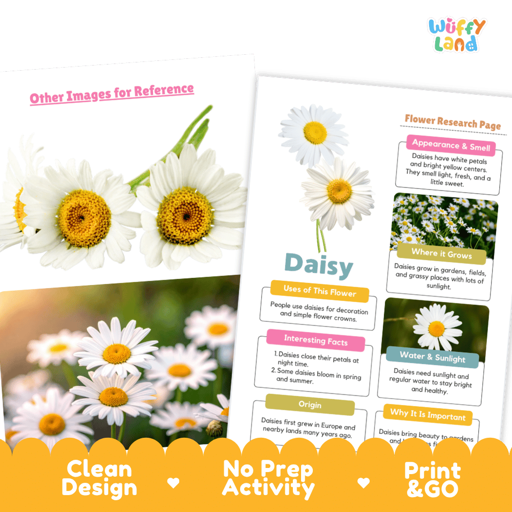 Daisy Plant Research Page and Worksheets Print and Go Activity