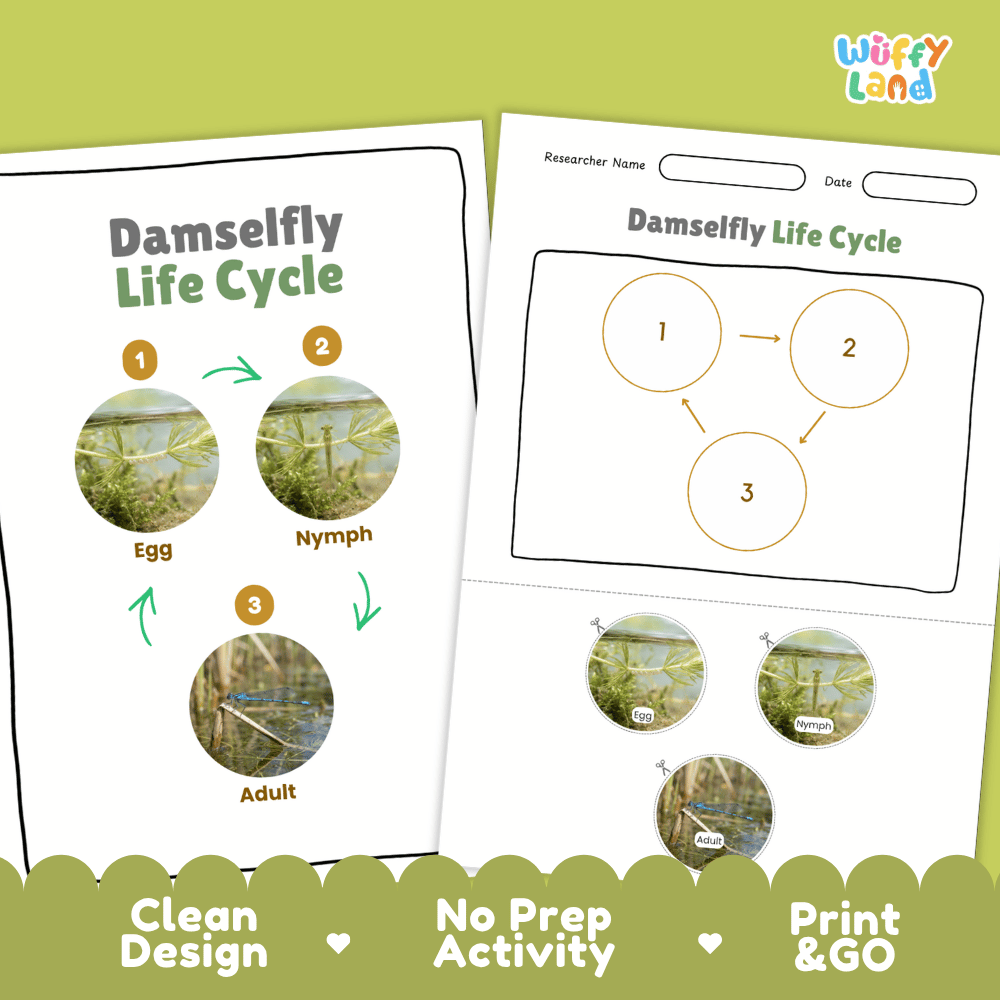 Damselfly Life Cycle Poster and Cut and Paste Worksheet Activity