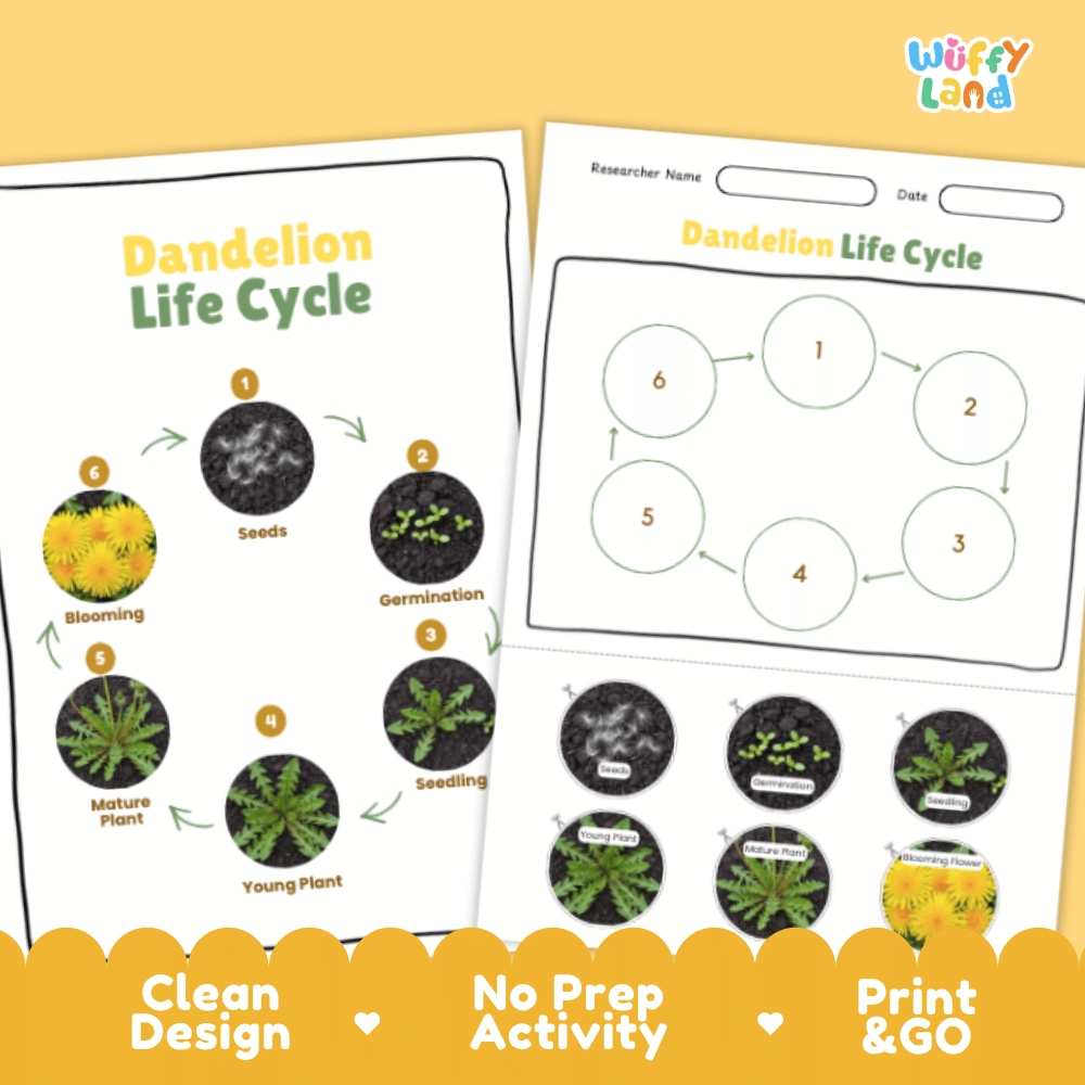Dandelion Lifecycle Poster and Cut and Paste Activity Worksheets | Plant Science Printables