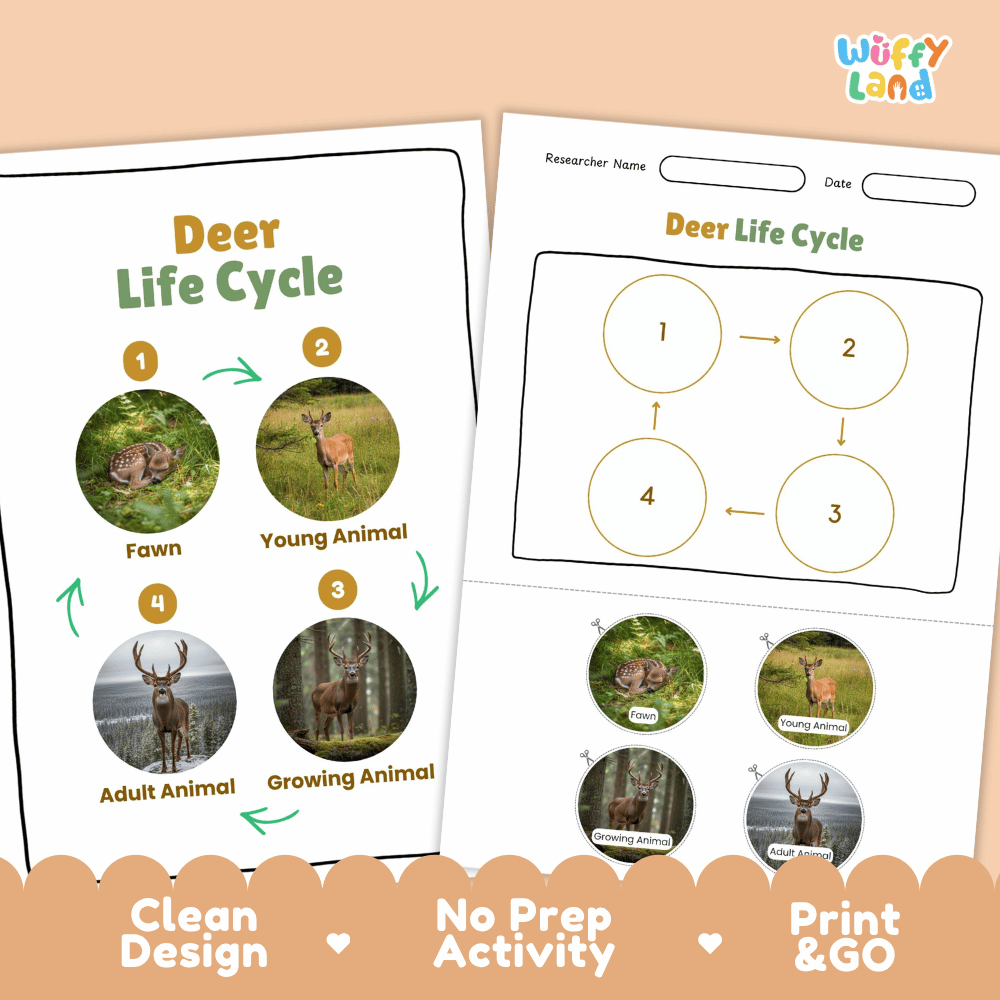 Deer Life Cycle Poster and Cut and Paste Activity Worksheets