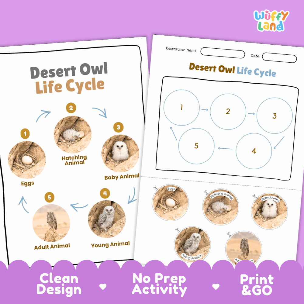Desert Owl Life Cycle Poster and Cut and Paste Worksheet Activity