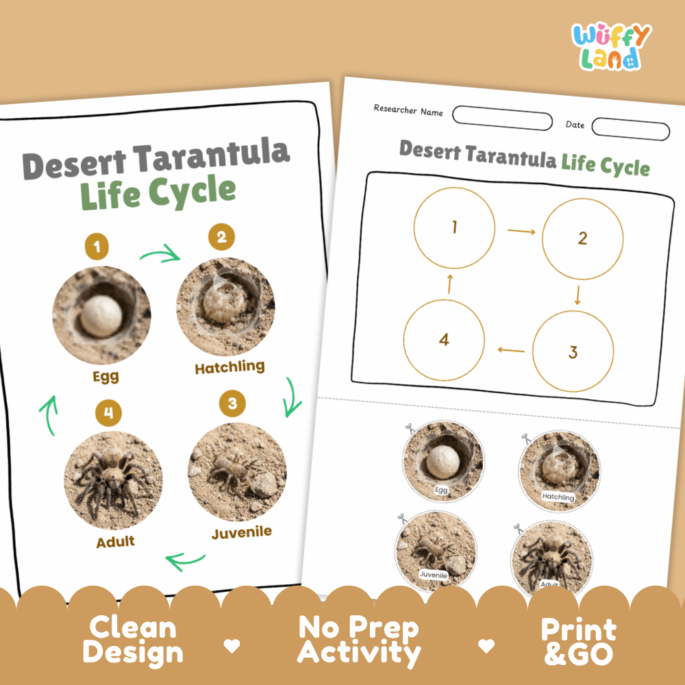 Desert Tarantula Life Cycle Poster and Cut and Paste Activity Worksheets