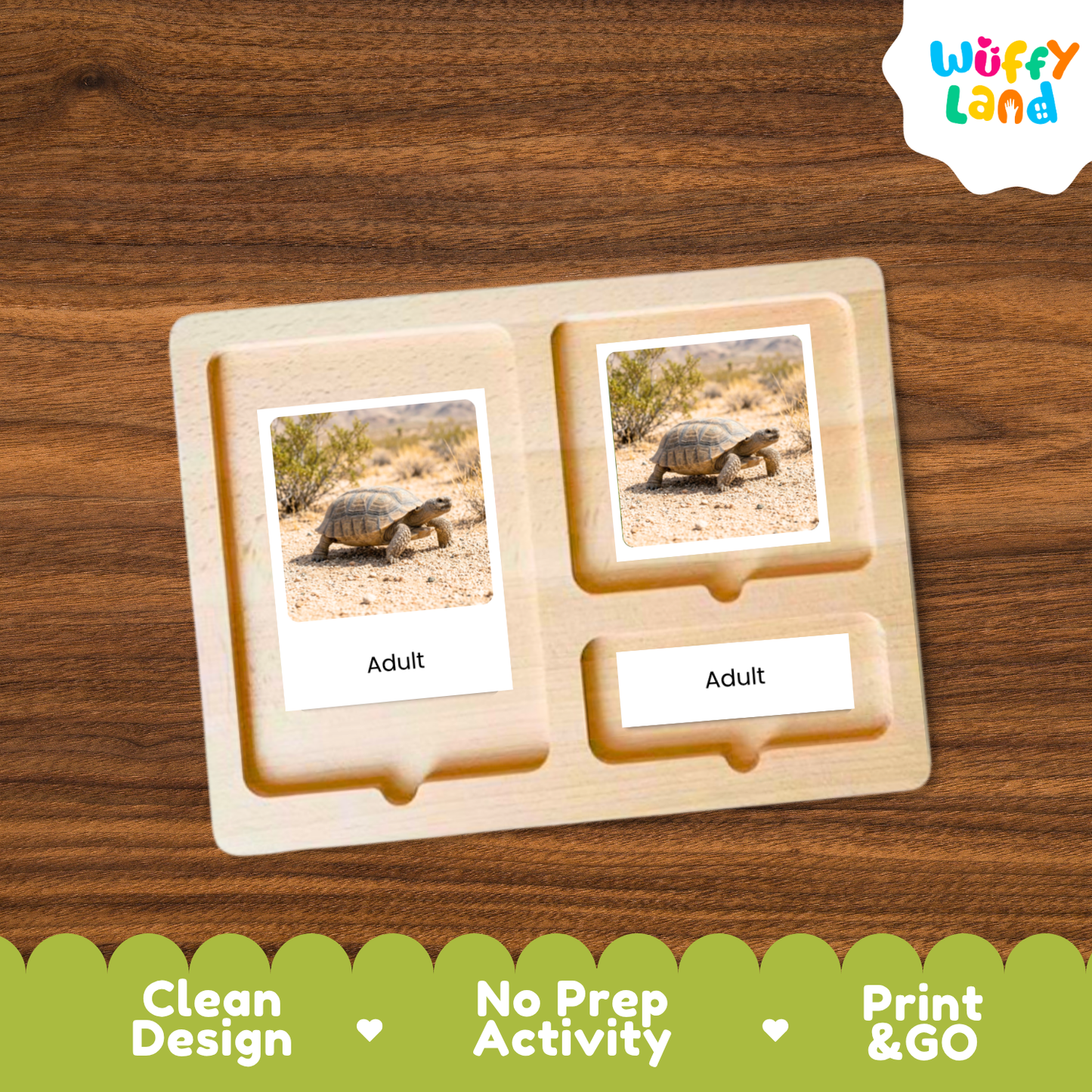 Desert Tortoise Life Cycle Flashcards 3 Part Cards Montessori Science Activity