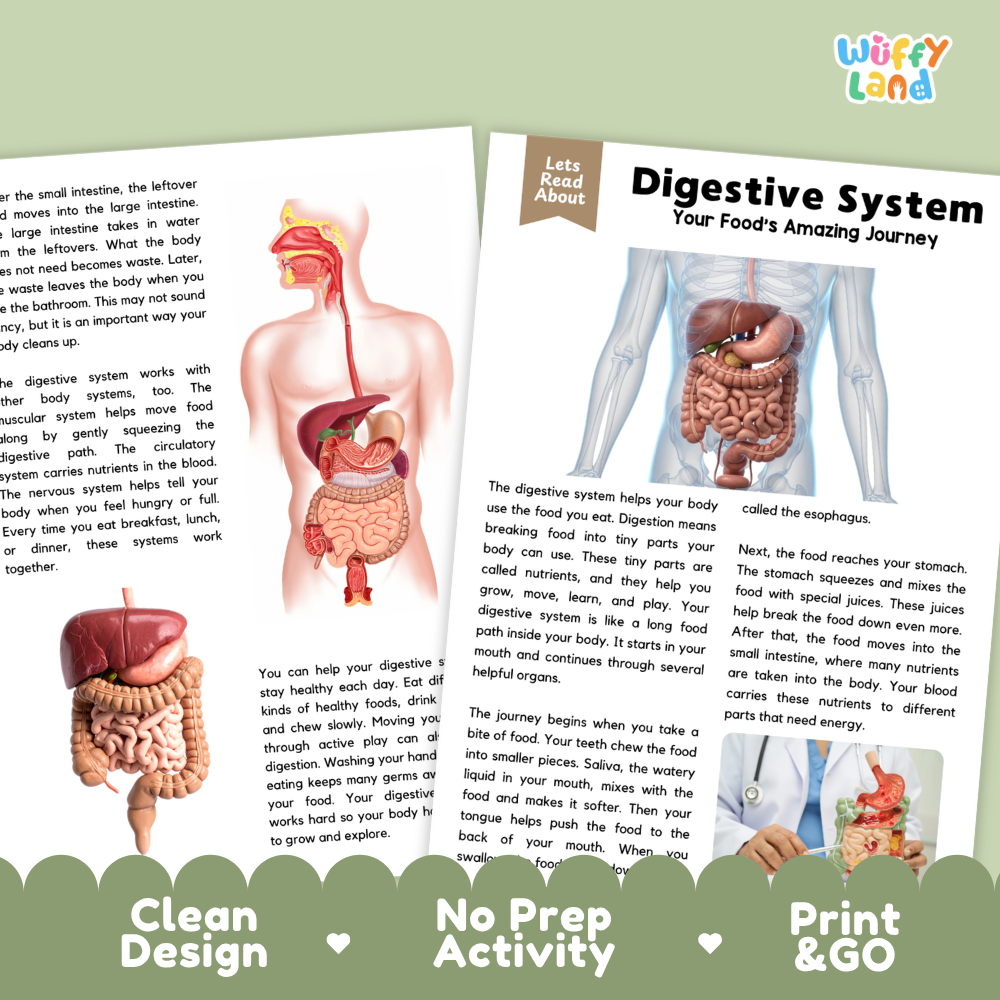 Teacher answer key page showing complete question solutions for Digestive System human body reading comprehension practice