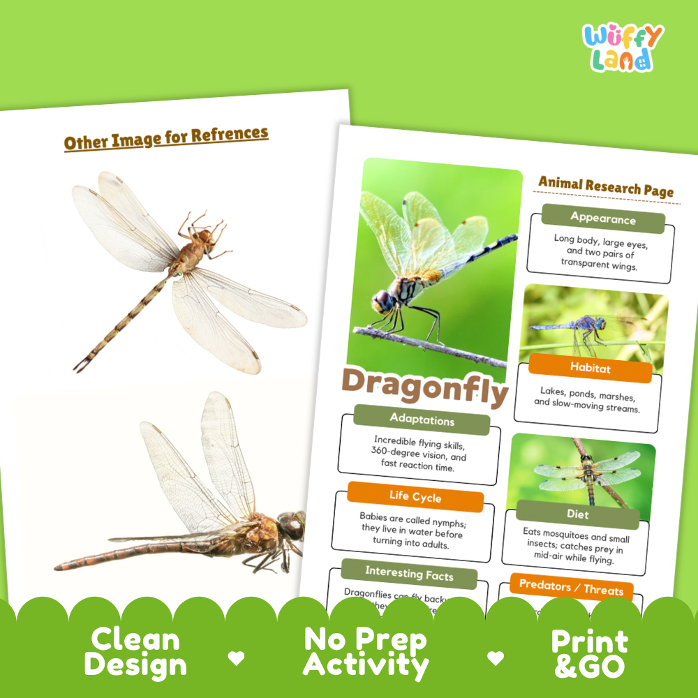 Two printed educational reference sheets about dragonflies on a bright green background. One sheet shows labeled reference images, and the other is an animal research page titled 'Dragonfly' with text boxes about appearance, habitat, adaptations, life cycle, diet, and predators.