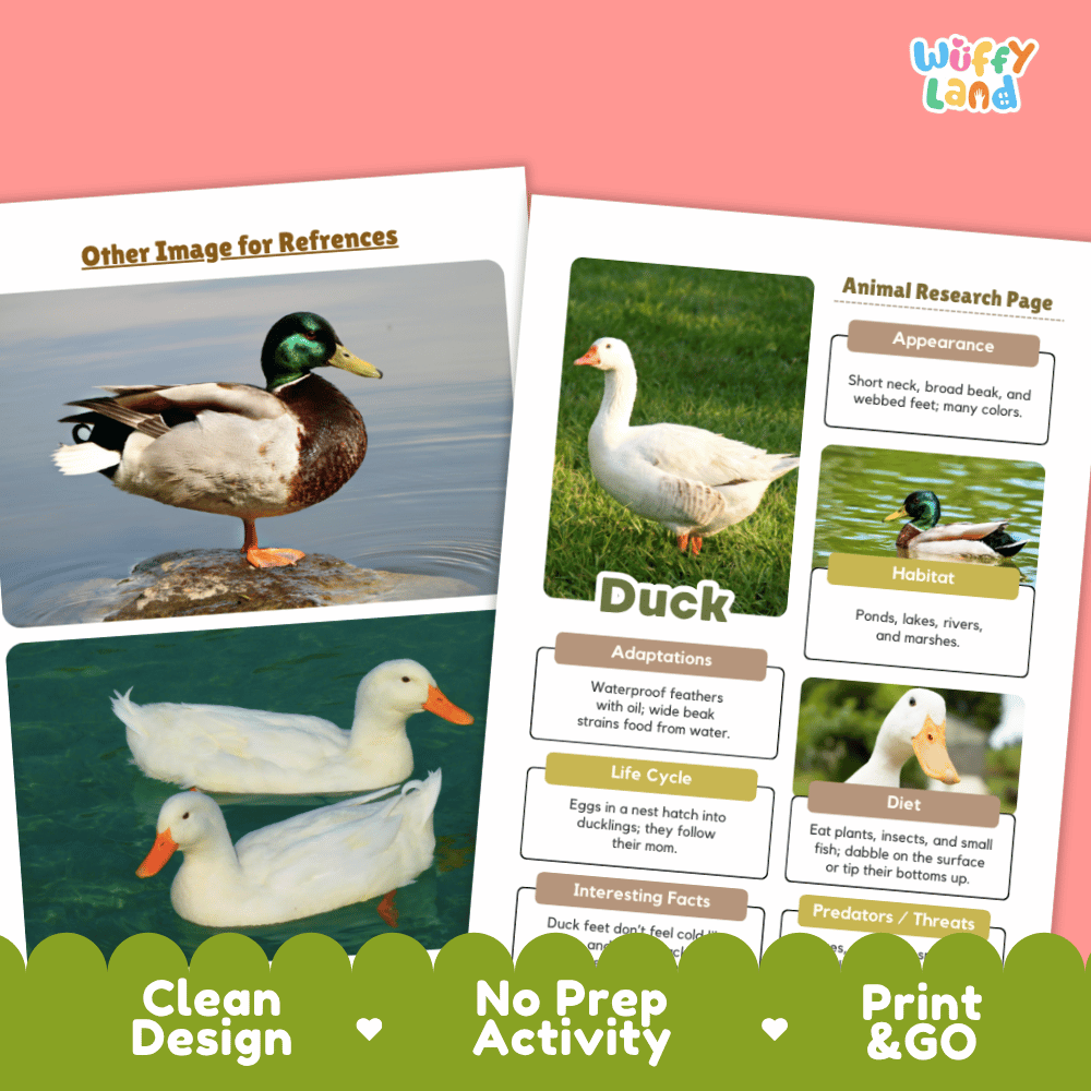 Two printed educational poster pages about ducks shown on a pink background with a green footer banner. The right page is titled 'Animal Research Page' and shows labeled sections for appearance, habitat, adaptations, life cycle, diet, and interesting facts, with photos of ducks.