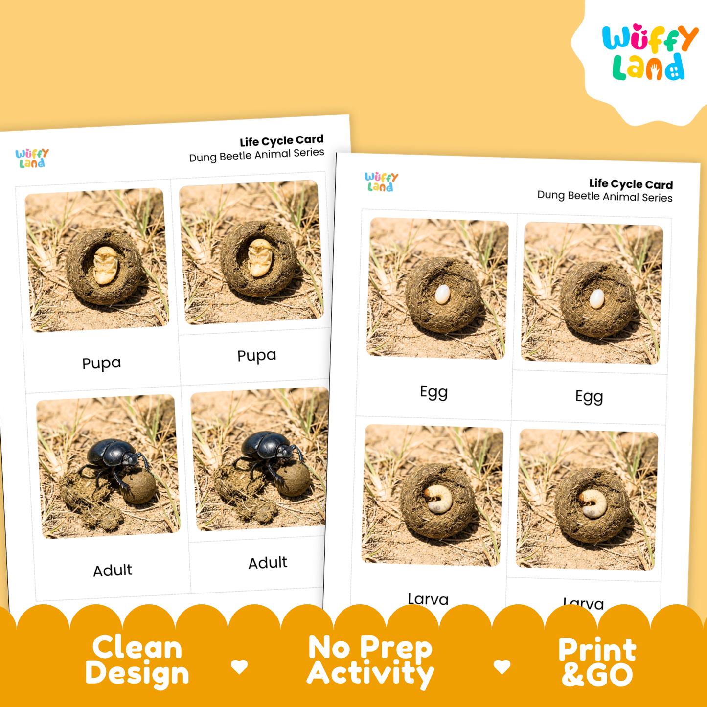 Dung Beetle Life Cycle Flashcard 3 Part Cards Science Activity Printable