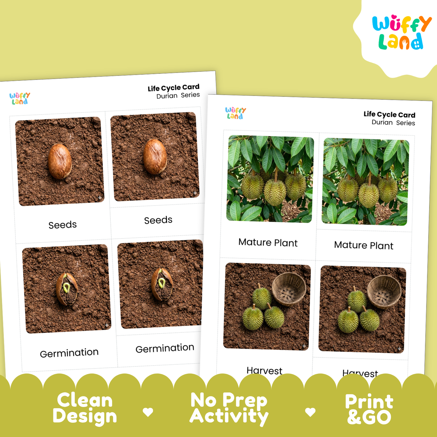 Durian Life Cycle Flashcards | Montessori 3 Part Cards Science Activity