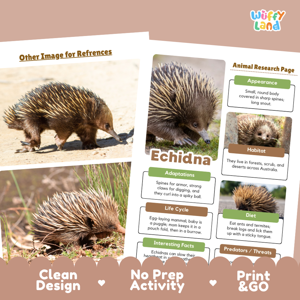 Two printed educational activity sheets about echidnas are shown on a beige background with decorative brown banners at the bottom. The sheets contain text sections labeled Appearance, Habitat, Adaptations, Life Cycle, Diet, and Predators/Threats, along with small animal photos and the title 'Echidna.