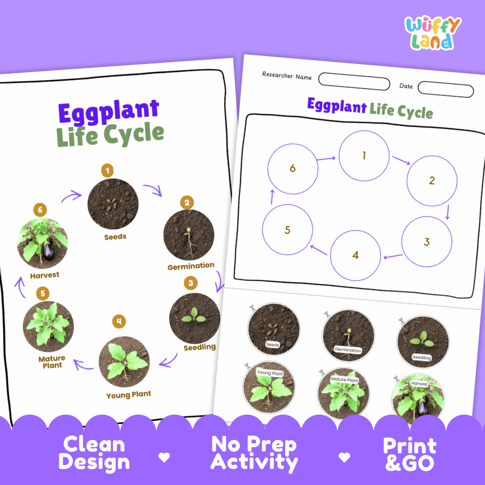Eggplant Life Cycle Poster and Cut and Paste Activity Plant Science Printable