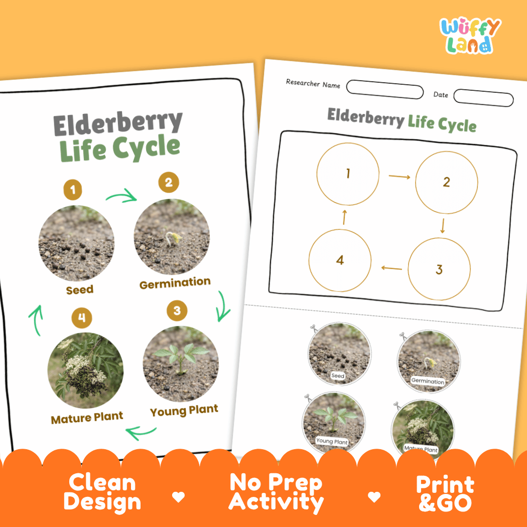 Elderberry Life Cycle Poster and Cut and Paste Worksheet Activity