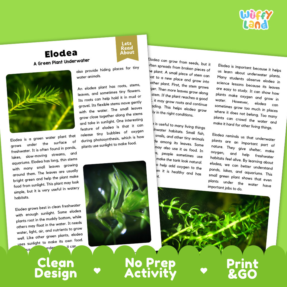 Elodea Plant Reading Passages Worksheets and Comprehension Activity