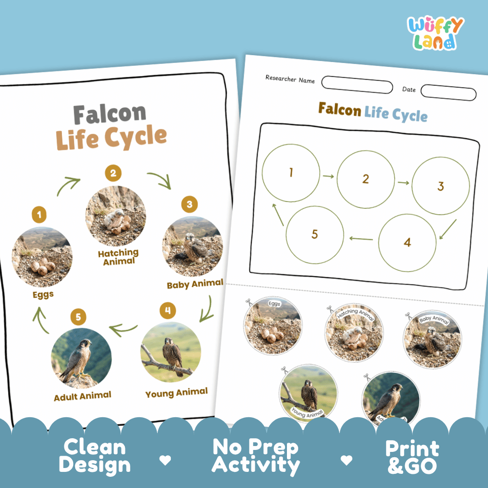 Falcon Life Cycle Poster and Cut and Paste Worksheet Activity
