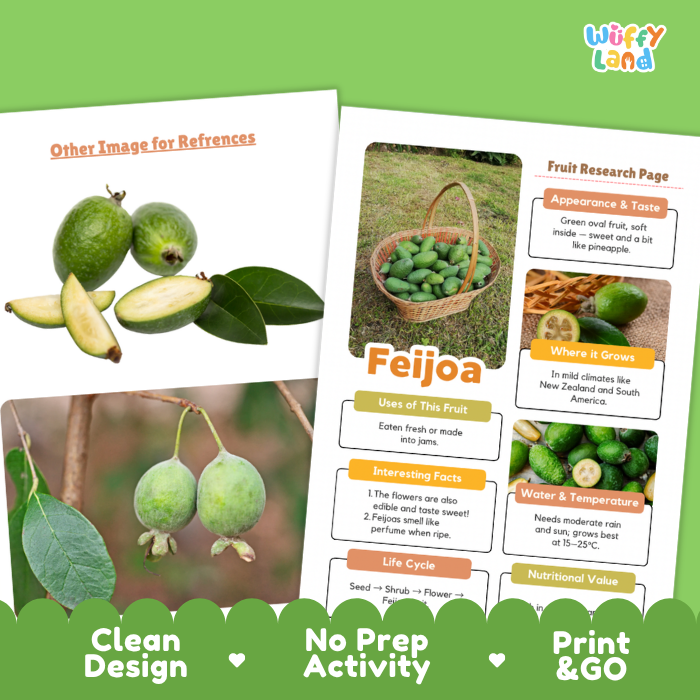 Feijoa Fruit Research Page Worksheets and Fact Sheet