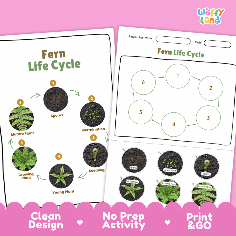 Fern Lifecycle Poster and Cut and Paste Activity Worksheets | Plant Science Printables