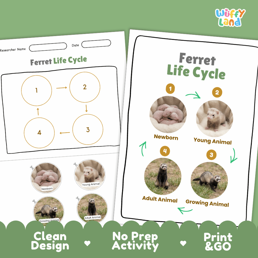 Ferret Life Cycle Poster and Cut and Paste Activity Worksheets