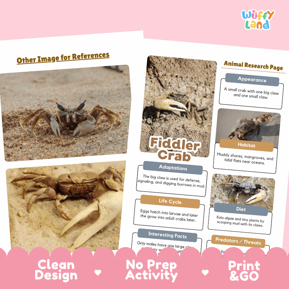 Fiddler Crab Animal Research Page and Worksheets