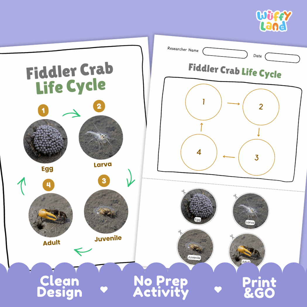 Fiddler Crab Life Cycle Poster and Cut and Paste Activity Worksheet