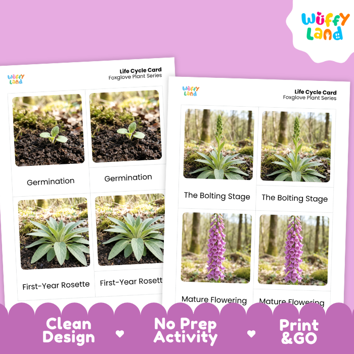 Foxglove Life Cycle Flashcards | 3 Part Cards Montessori Science Activity