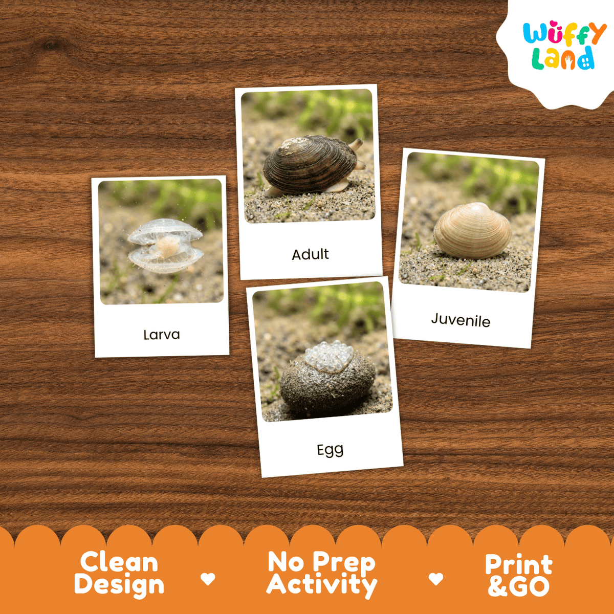 Freshwater Clam Life Cycle Flashcards | Montessori 3 Part Cards Science Activity