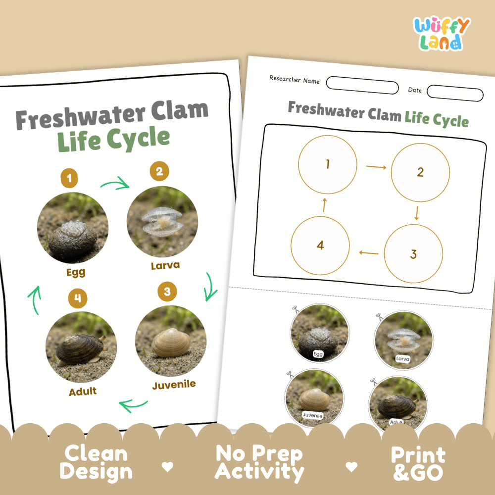 Freshwater Clam Life Cycle Poster and Cut and Paste Worksheet Activity