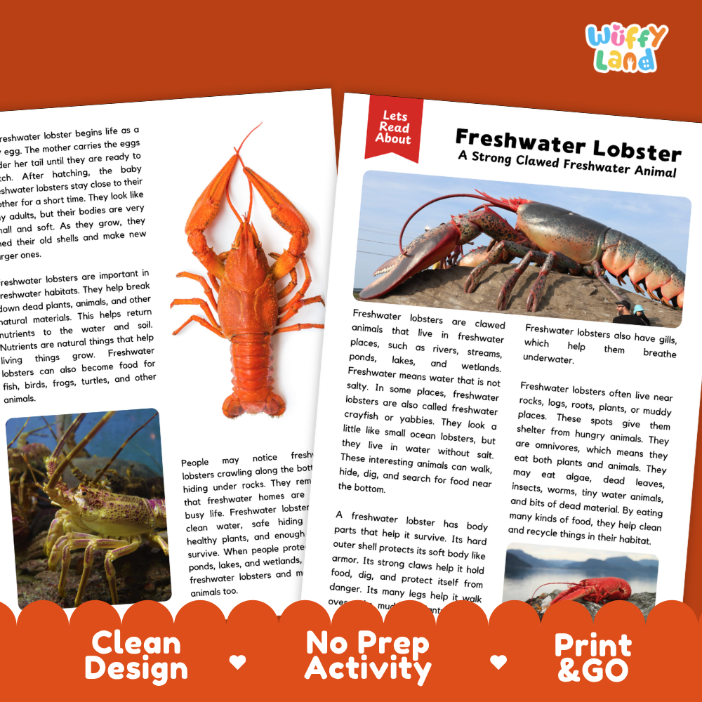 An educational poster or booklet page about freshwater lobsters, featuring a large illustrated lobster on the left, a smaller lobster photo on the right, and text including 'Freshwater Lobster' and 'Let's Talk About.' The page has a white background with orange and blue design elements and a Juffly Land logo in the top right.