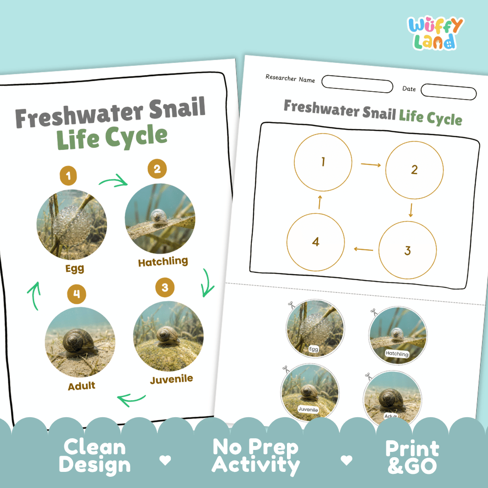 Freshwater Snail Life Cycle Poster and Cut and Paste Worksheet Activity
