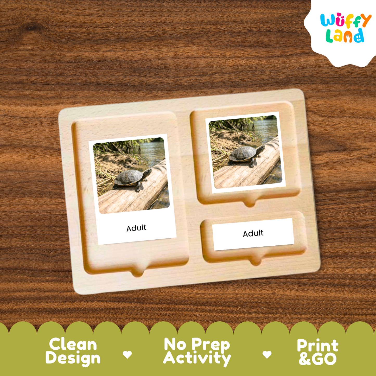 Freshwater Turtle Life Cycle Flashcards 3 Part Cards Montessori Science Activity