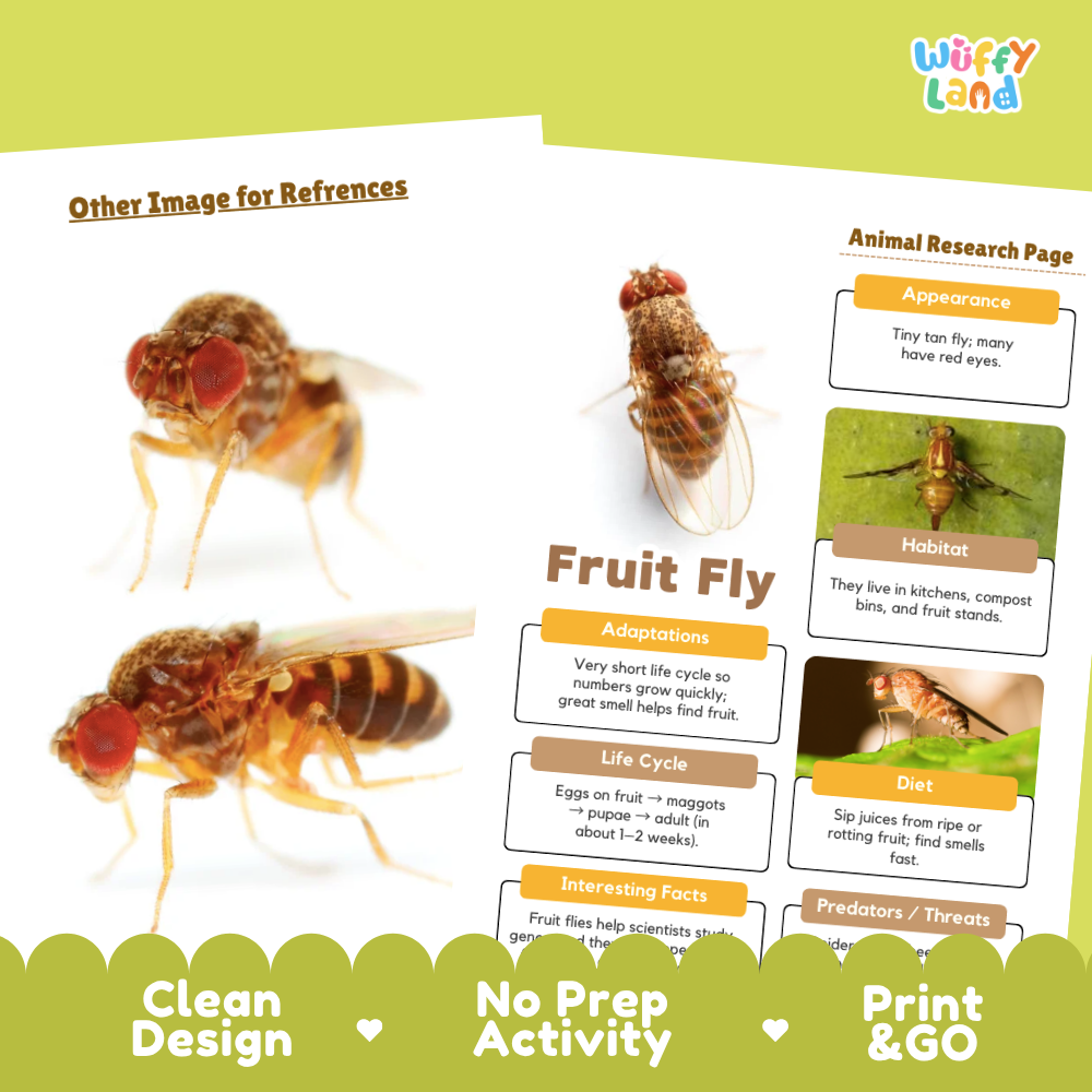 Fruit Fly Animal Research Page Worksheets