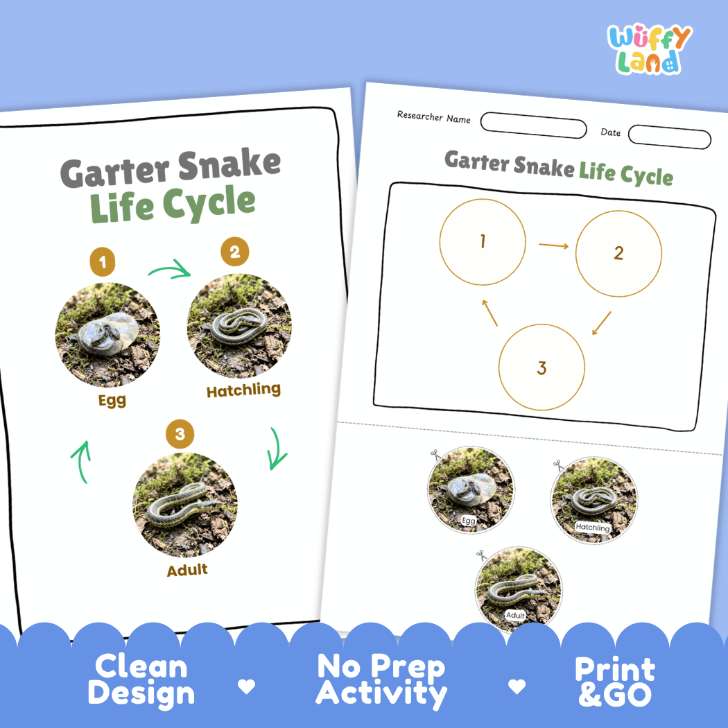 Garter Snake Life Cycle Poster and Cut and Paste Activity Worksheet