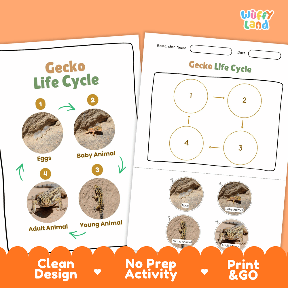 Gecko Lifecycle Poster and Cut and Paste Activity Worksheets | Reptile Science Printables