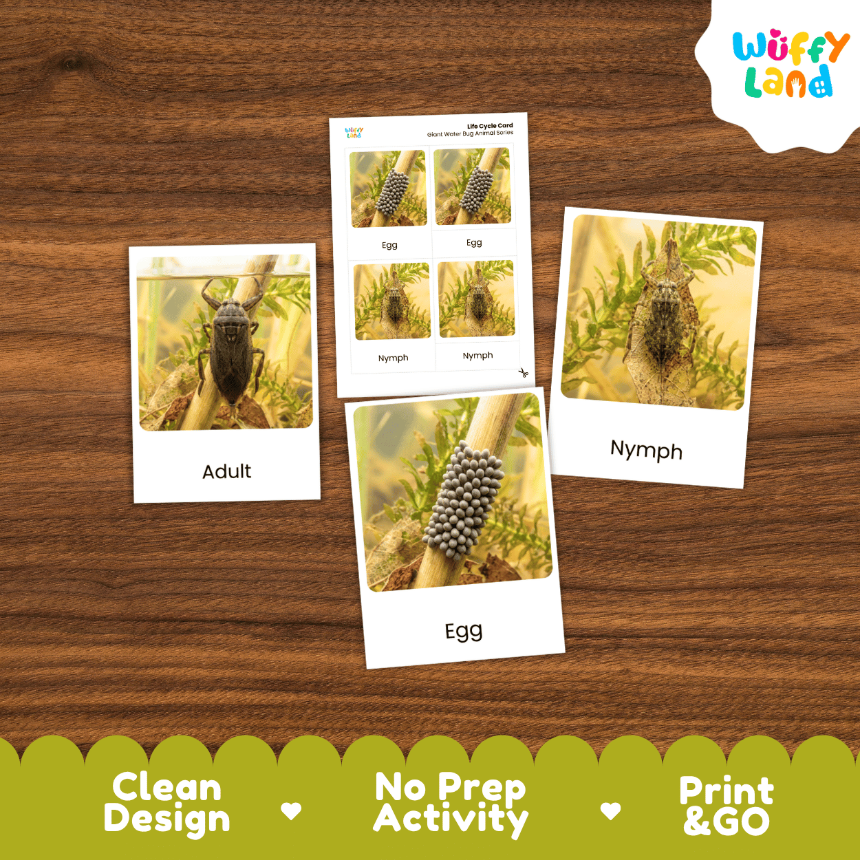 Giant Water Bug Life Cycle Flashcards | Montessori 3 Part Cards Insect Activity