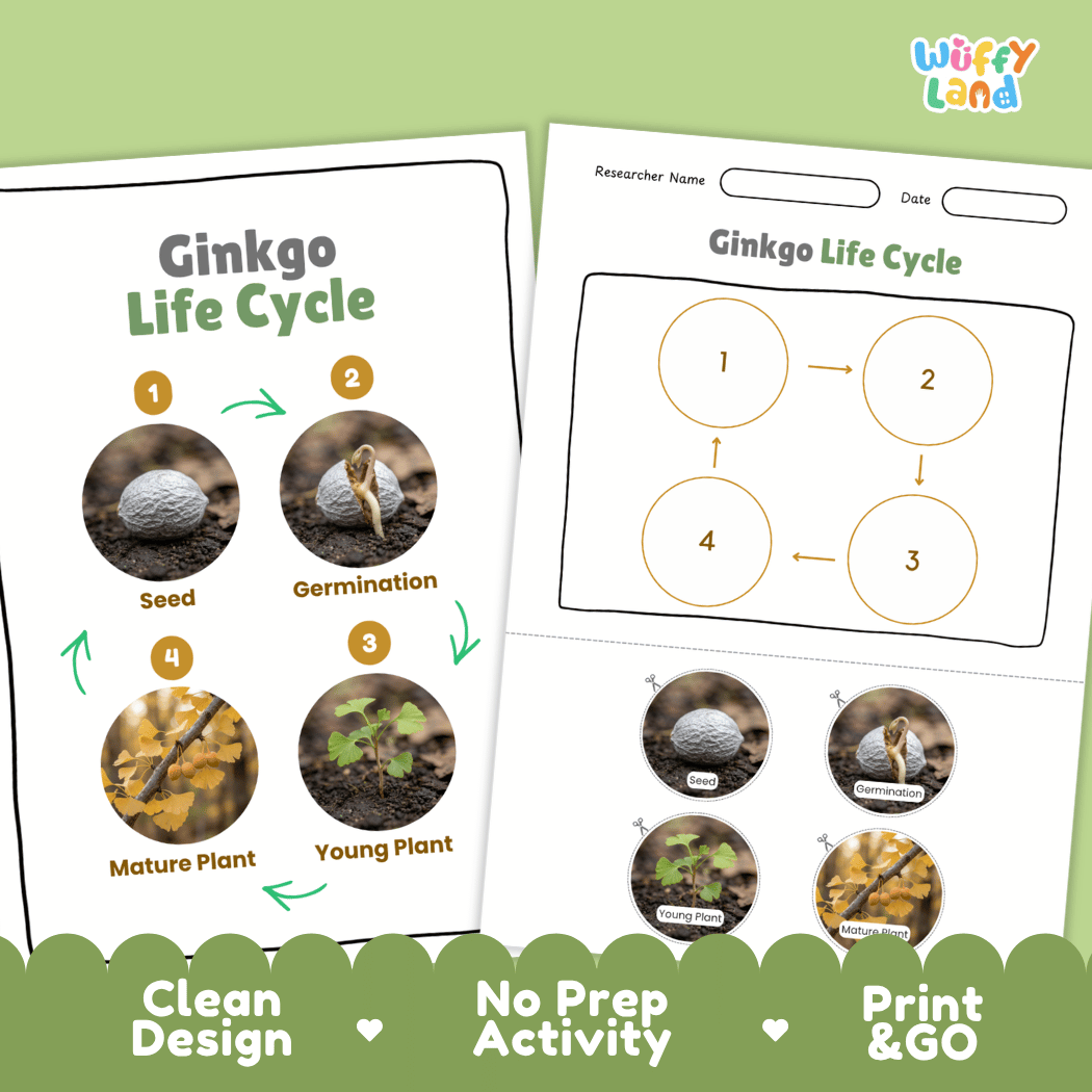 Ginkgo Life Cycle Poster and Cut and Paste Activity Worksheet