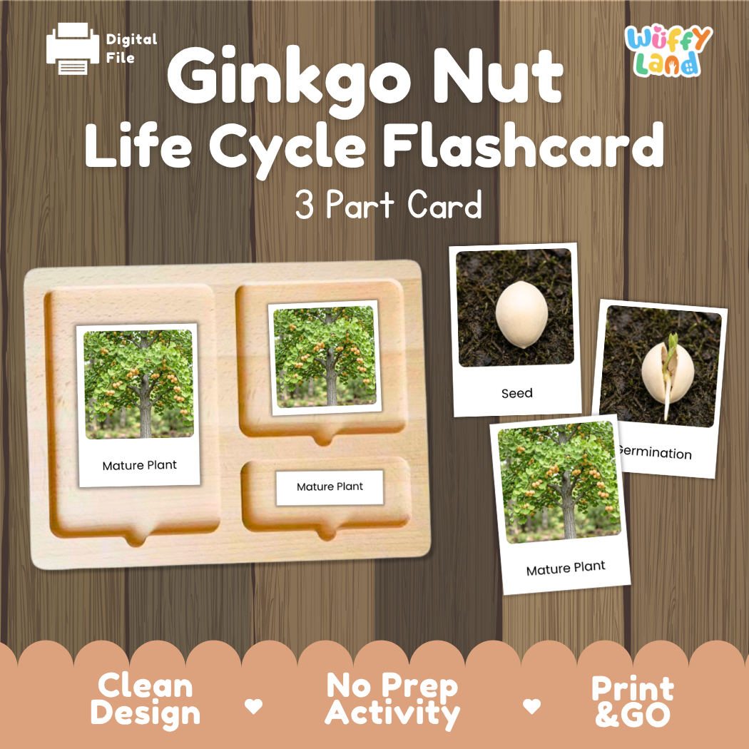 Montessori three-part cards featuring real photographs of ginkgo nut growth stages including mature plant, young plant, and germination 🗂️🏷️️