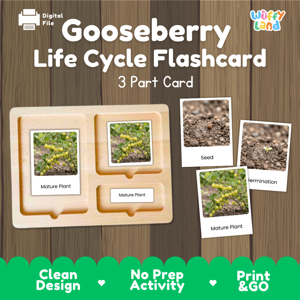Digital product preview for a Gooseberry Life Cycle Flashcard set by Wiffy Land, showing a wooden 3-part card tray with sample photos of gooseberry mature plant, seed, and termination stages on a wood-grain background.