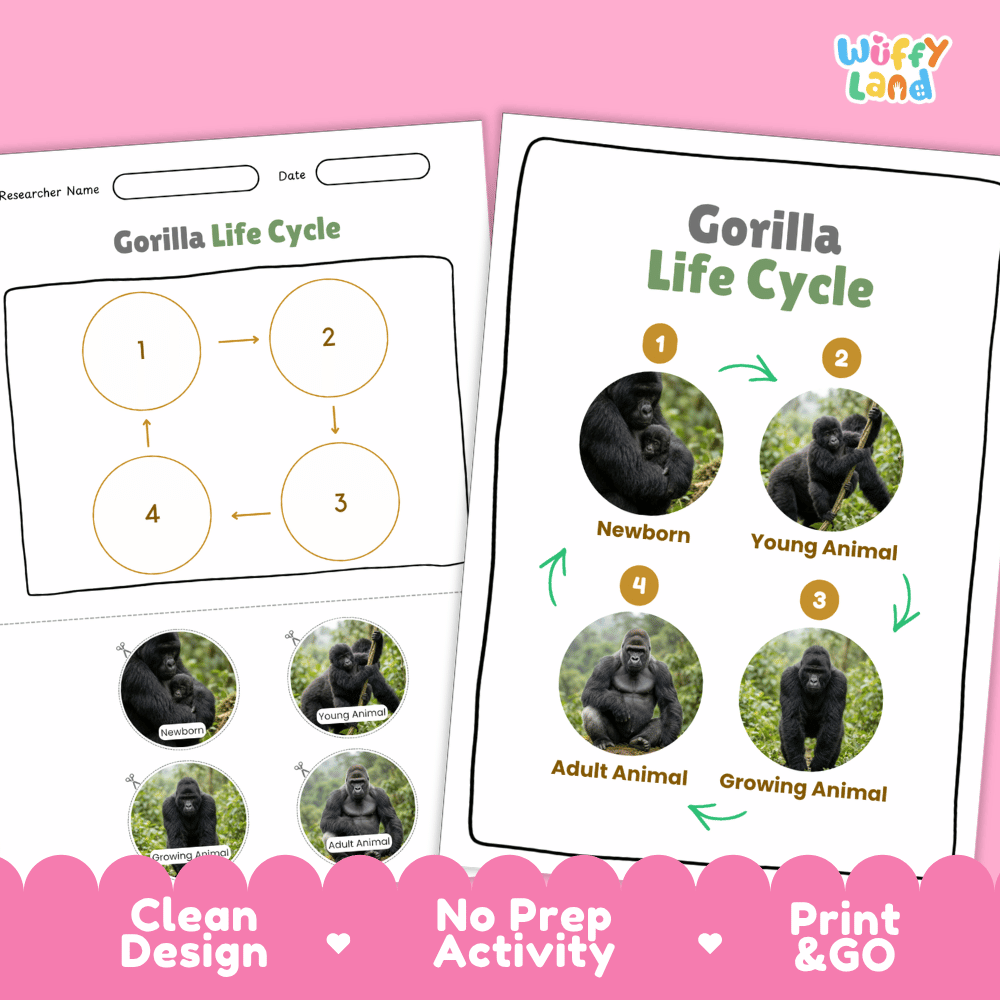 Gorilla Life Cycle Poster and Cut and Paste Activity Worksheets